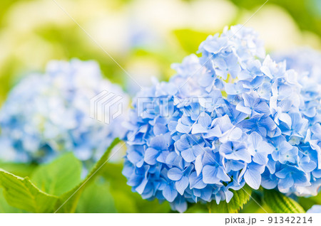 秋常山古墳（能美古墳群）の紫陽花／2022年6月撮影／石川県能美市 91342214