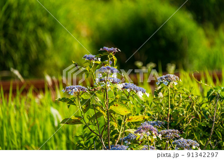 静岡県周智郡森町一宮　天竜浜名湖鉄道と沿線の風景 91342297