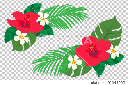 芙蓉和雞蛋花的排列 芙蓉和雞蛋花的排列 91343065