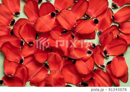 tulip petal handful in soft light 91343076