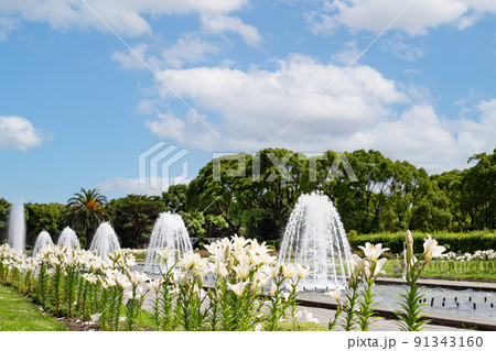 神戸・須磨離宮公園の白ユリと噴水広場 91343160