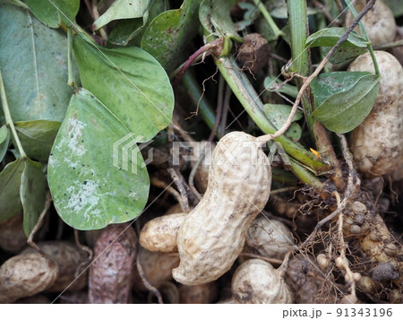 落花生の収穫 落花生の収穫 91343196