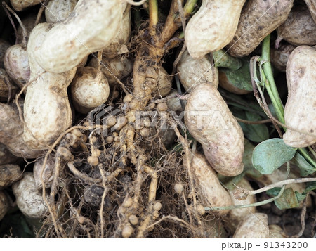 落花生の根っこ 根粒菌 落花生の根っこ 根粒菌 91343200