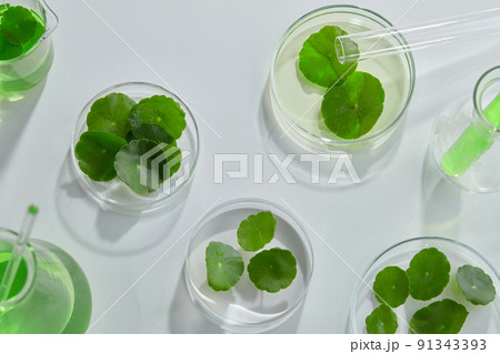 Product research and production of centella asiatica in a laboratory with medical devices on a white background. Blank label bottles for design Product research and production of centella asiatica in a laboratory with medical devices on a white background. Blank label bottles for design 91343393