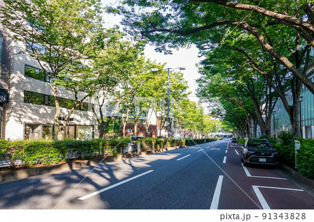 朝日に輝く表参道ケヤキ並木(東京都渋谷区) 朝日に輝く表参道ケヤキ並木(東京都渋谷区) 91343828