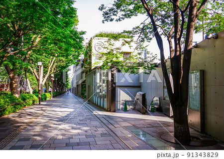 朝日に輝く表参道ケヤキ並木（東京都渋谷区） 91343829