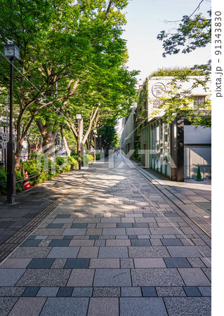 朝日に輝く表参道ケヤキ並木（東京都渋谷区） 91343830