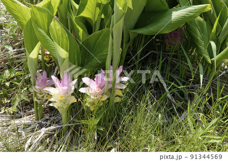 初夏の日差しを浴びて咲いているピンクのウコンの花 初夏の日差しを浴びて咲いているピンクのウコンの花 91344569