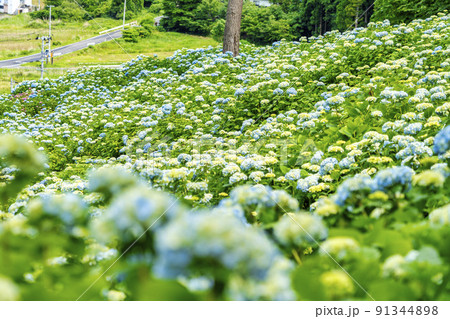 雨上がりの赤坂公衆園　あじさい（紫陽花）　宮城県気仙沼市 91344898