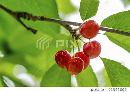赤く実ったさくらんぼ(佐藤錦) 山形県天童市 赤く実ったさくらんぼ(佐藤錦) 山形県天童市 91345006