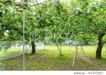 赤く実ったさくらんぼ（佐藤錦）　山形県天童市 91345007
