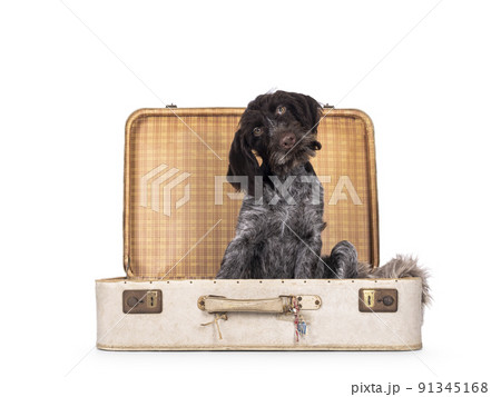 German wirehaired pointer on white background 91345168