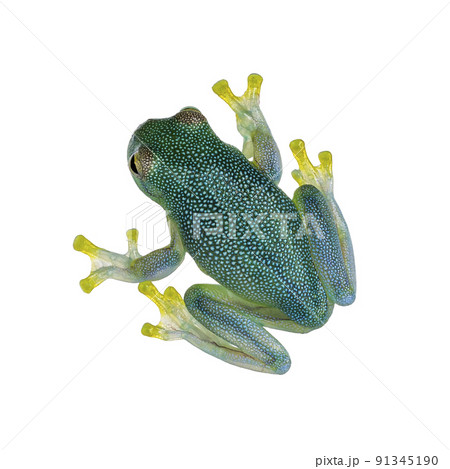 Glass Frog on white background 91345190