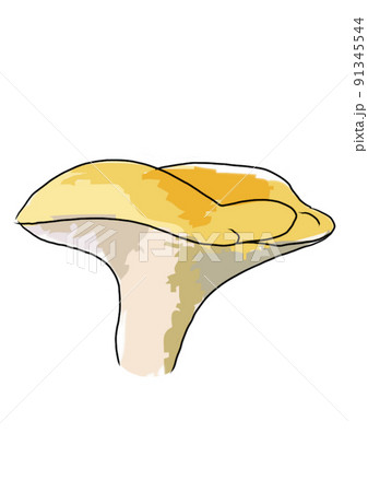 Drawn colored mushrooms of different types on a white background 91345544