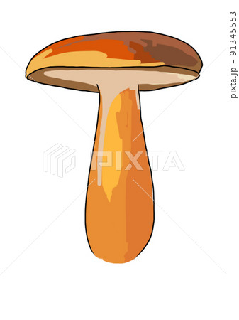 Drawn colored mushrooms of different types on a white background 91345553
