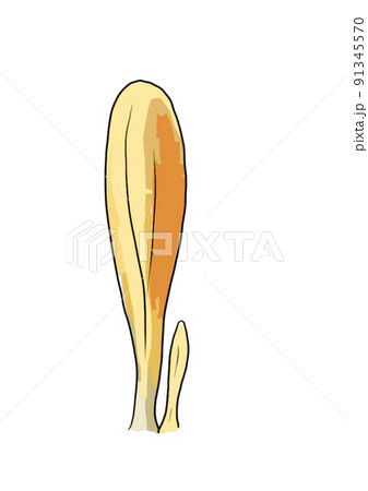 Drawn colored mushrooms of different types on a white background Drawn colored mushrooms of different types on a white background 91345570