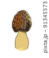 Drawn colored mushrooms of different types on a white background 91345573