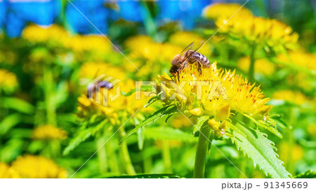 Honey bee on a yellow flower. Sedum 91345669
