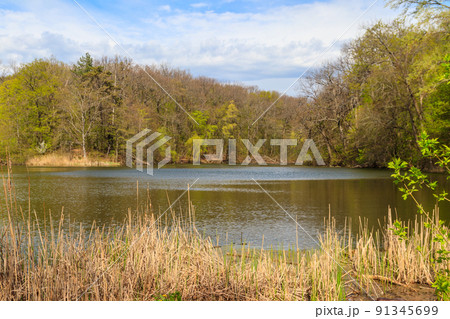 View of a beautiful lake in a green forest 91345699