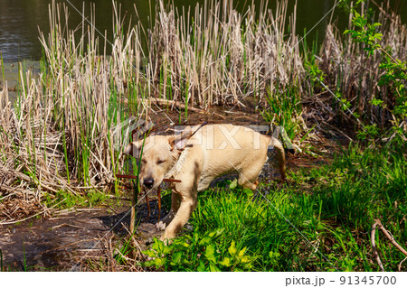Cute labrador retriever puppy playing in a swamp 91345700