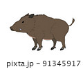 ニホンイノシシ 91345917