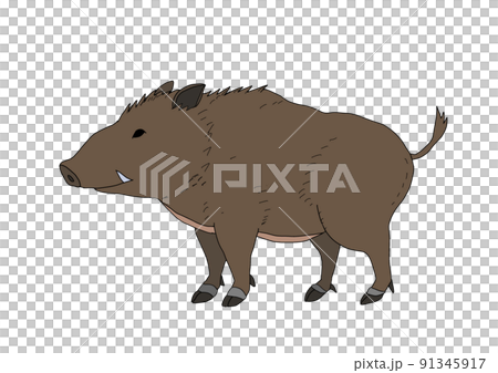 Japanese wild boar - Stock Illustration [91345917] - PIXTA