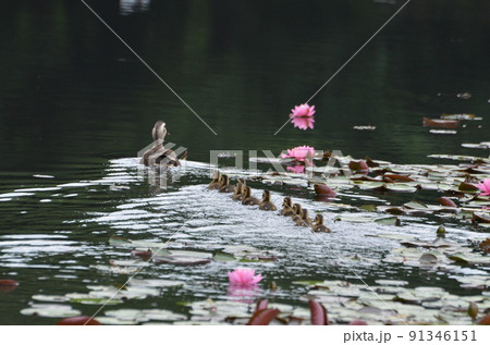 カルガモの親子 91346151