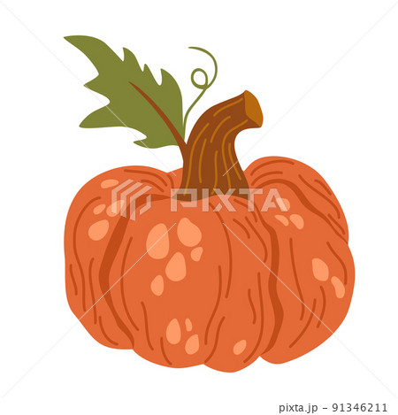 Pumpkin. Vegetables food. Autumn, fall, thanksgiving and Halloween decoration. Hand draw vector cartoon illustration isolated on the white background. Pumpkin. Vegetables food. Autumn, fall, thanksgiving and Halloween decoration. Hand draw vector cartoon illustration isolated on the white background. 91346211