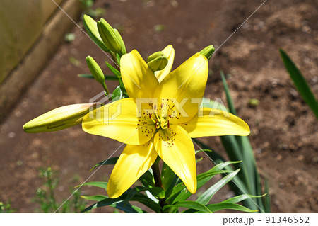 黄色い大輪の百合 黄色い大輪の百合 91346552
