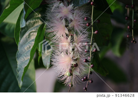 サガリバナ 91346628