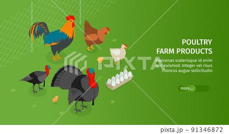 Poultry Farm Products Banner Poultry Farm Products Banner 91346872
