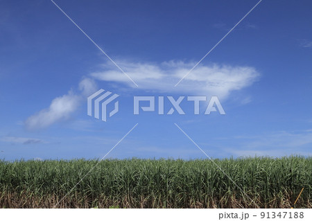 さとうきび畑（糸満市喜屋武　6月末） 91347188