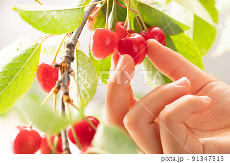 サクランボ狩り 91347313