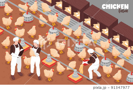 Chicken Farm Isometric Composition 91347977