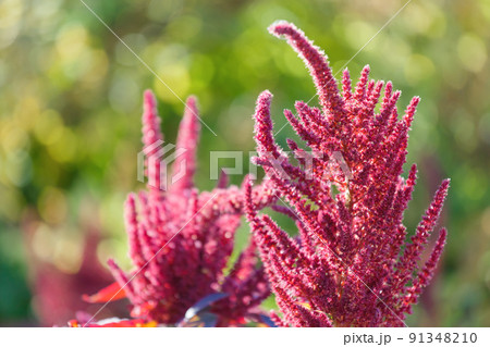 Flowering amaranth, Amaranthus cruentus red purple in inflorescences. Growing garden plants and flowers Flowering amaranth, Amaranthus cruentus red purple in inflorescences. Growing garden plants and flowers 91348210