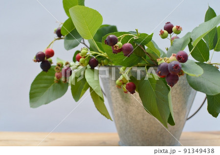 ブリキのバケツに入れたジューンベリーの果実 ブリキのバケツに入れたジューンベリーの果実 91349438