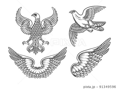Eagle, falcon, bird, wing, double wings. Traditional character styles for coats of arms and shieldseagleset1zz 91349596