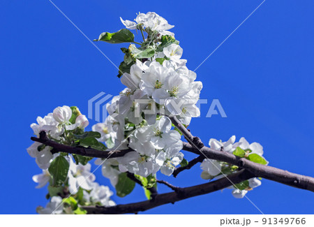 Blooming branch of white apple tree 91349766