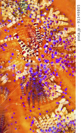 Coleman Shrimp, Sea Urchin, Lembeh, Indonesia 91349805