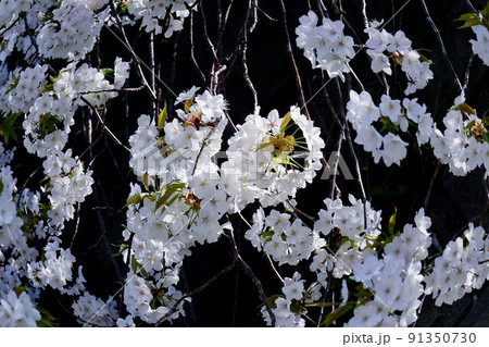 枝垂れ山桜の白い花 枝垂れ山桜の白い花 91350730