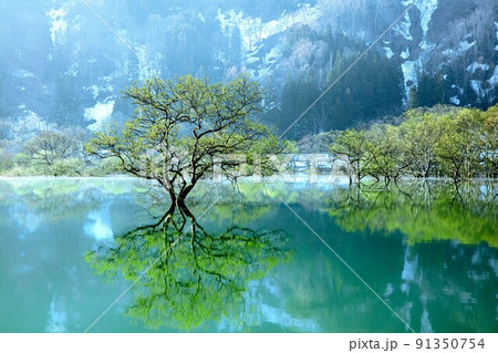 朝霧に包まれる新緑の「白川湖の水没林」(山形県飯豊町) 朝霧に包まれる新緑の「白川湖の水没林」(山形県飯豊町) 91350754