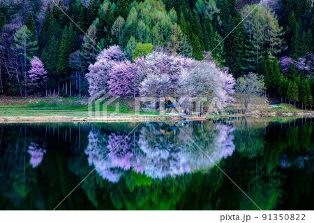 5月早朝の中綱湖の桜(長野県) 91350822