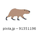カピバラ 91351196