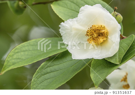 シャラの花 91351637