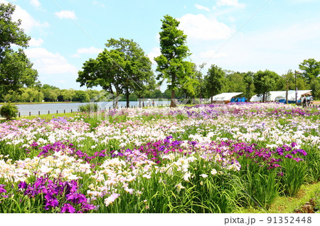 東京都葛飾区にある水元公園の菖蒲まつり　六月初旬 91352448