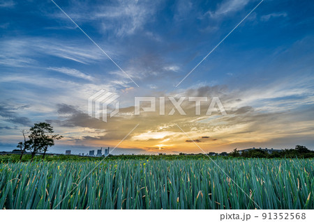 「埼玉県」見沼田んぼの夕景と長ネギ畑 「埼玉県」見沼田んぼの夕景と長ネギ畑 91352568