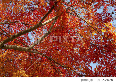 紅に染まる楓 91352670