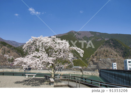 【東京都】奥多摩湖湖畔の桜 【東京都】奥多摩湖湖畔の桜 91353206
