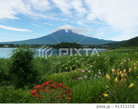 ラベンダーと富士山と河口湖の初夏 91353258