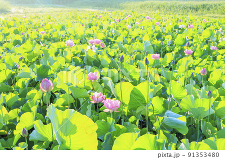 二見しょうぶロマンの森　朝靄に咲く満開のハス 91353480